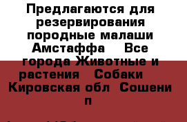 Предлагаются для резервирования породные малаши Амстаффа  - Все города Животные и растения » Собаки   . Кировская обл.,Сошени п.